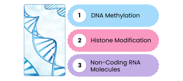 Epigenetics